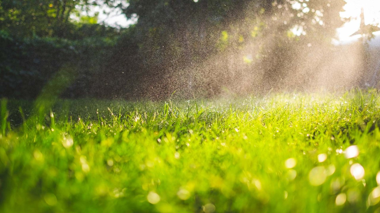 Rasen verbrannt? Mit diesen 3 Tipps wird er wieder grün