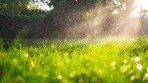 Rasen verbrannt? Mit diesen 3 Tipps wird er wieder grün