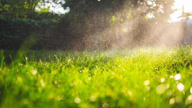 Rasen verbrannt? Mit diesen 3 Tipps wird er wieder grün