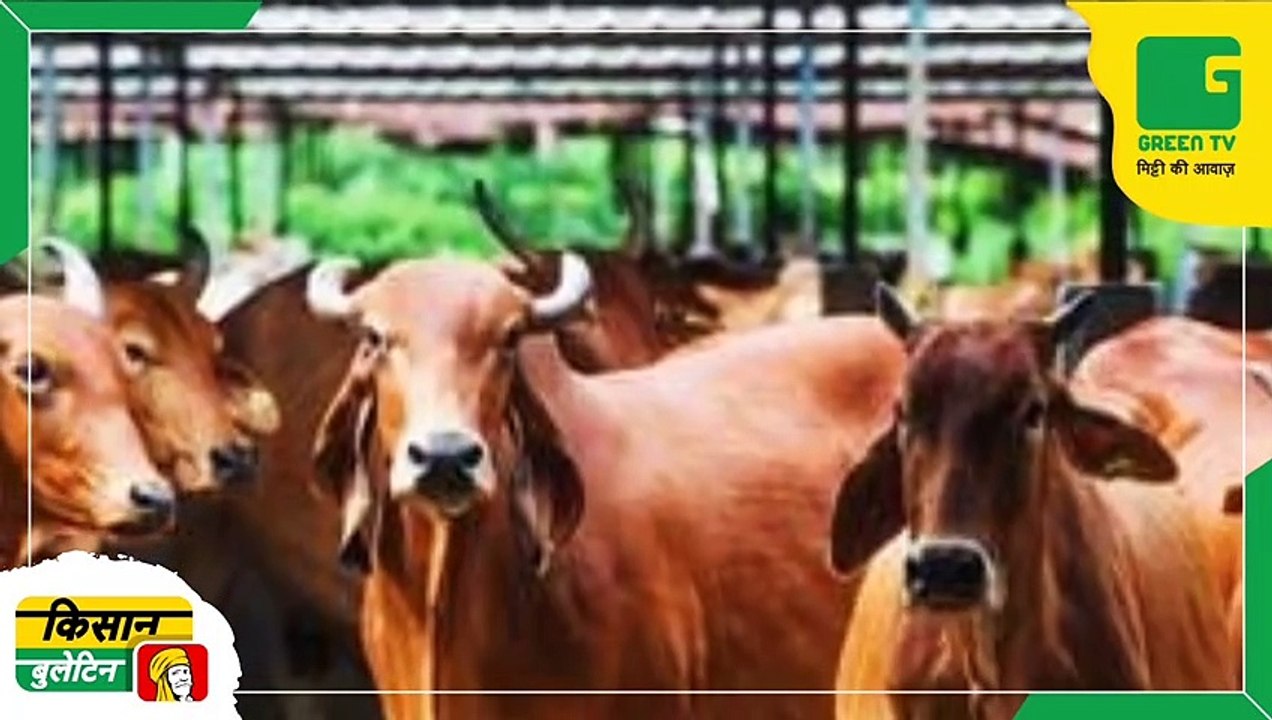 Kisan Bulletin 29 August 2022 - केंद्र सरकार ने शुरू की International Year Of Millets 2023 की तैयारियां | GreenTV