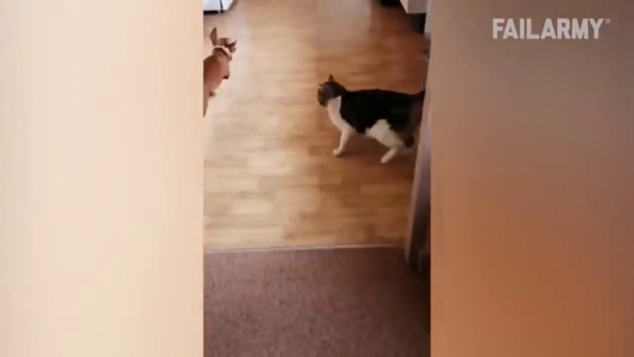 Funny videos compilation