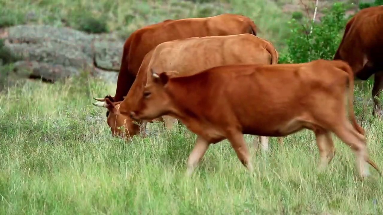 Know Farm Animals Names and Sounds: Cows, Sheep, Goats, Chickens, Ducks and Horses - Animal World - Animal Sounds