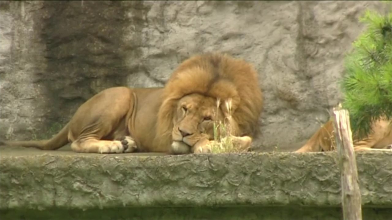 Mann springt ins löwengehege und wird getötet