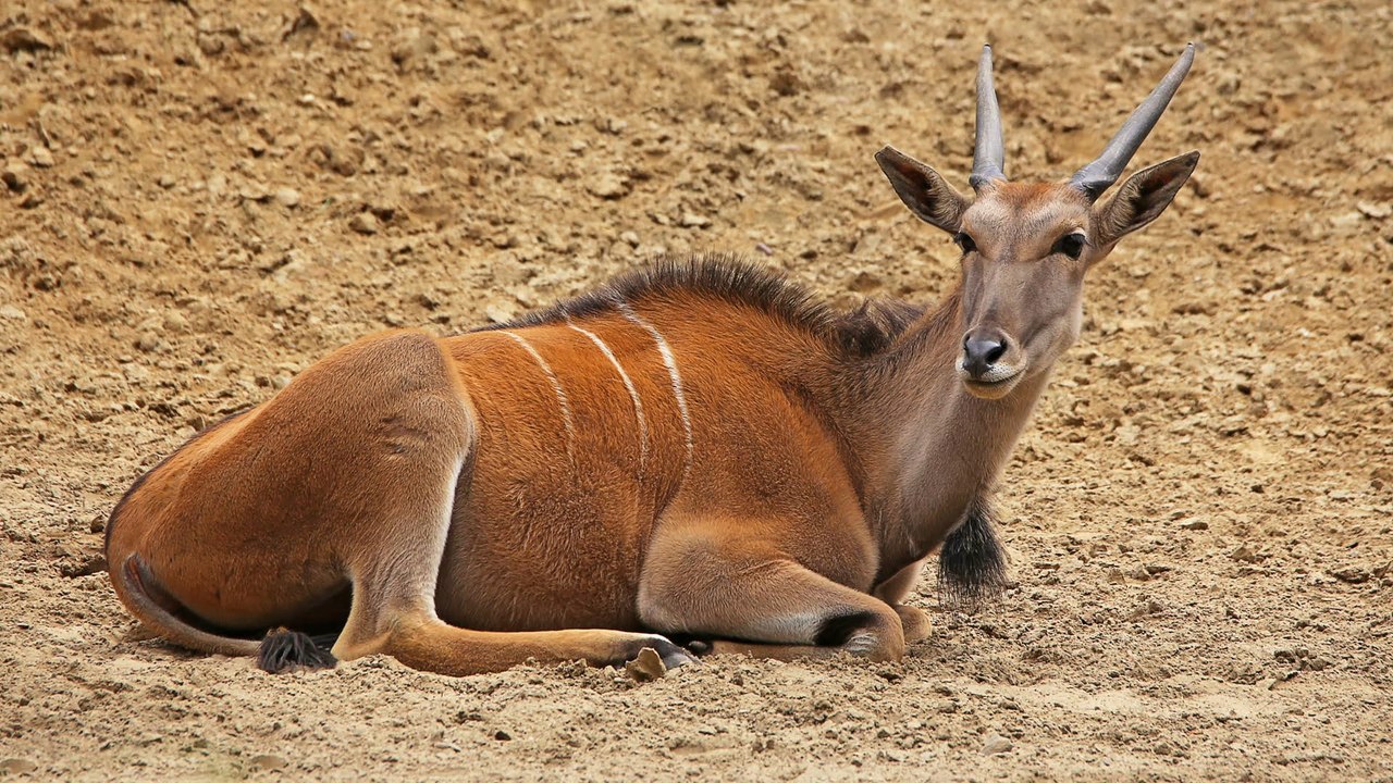 Schweden: antilope spießt tierpfleger auf