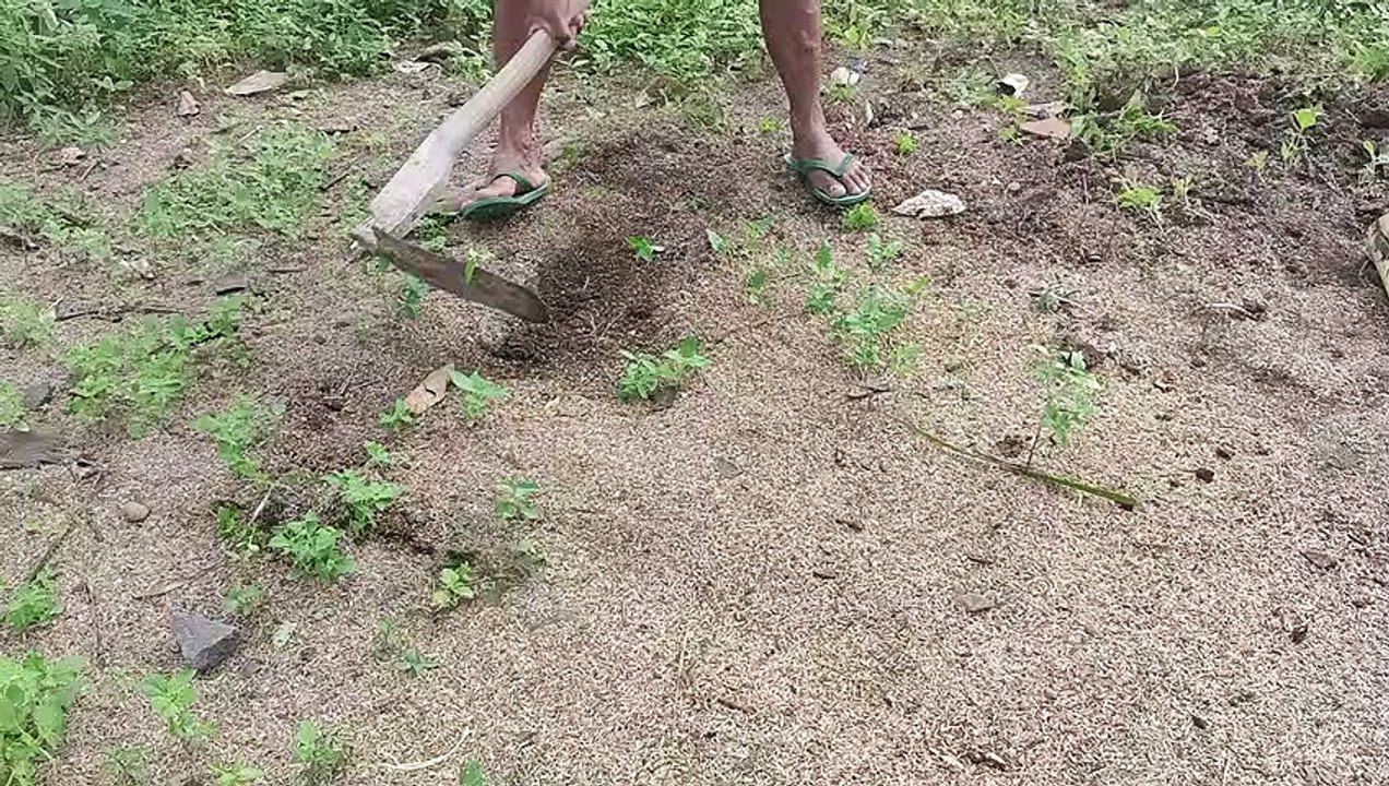 Tradisi sembelih kambing