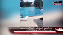 على الطريقة السريلانكية.. أنصار الصدر يسبحون في مسبح القصر الجمهوري بعد اقتحامه
