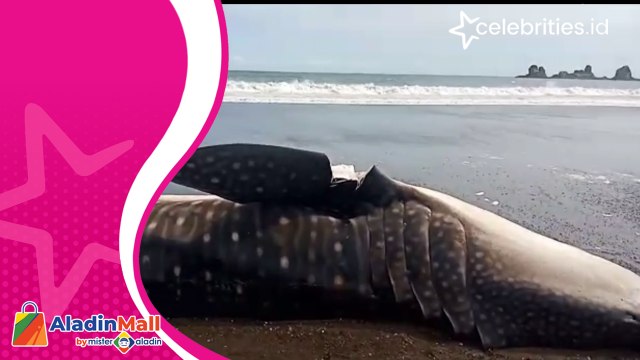 Seekor Hiu Tutul Terdampar di Pantai Selatan Jember