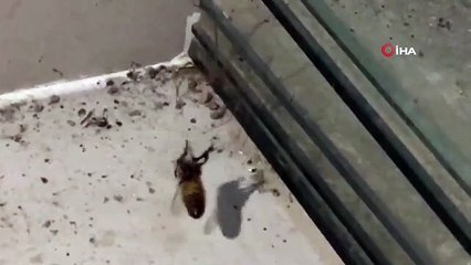 Örümcek ile arının mücadelesi