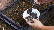 Kaffeesatz im Garten: Diese Fehler sollten bei der Verwendung unbedingt vermieden werden