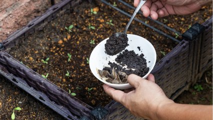 Kaffeesatz im Garten: Diese Fehler sollten bei der Verwendung unbedingt vermieden werden (1)