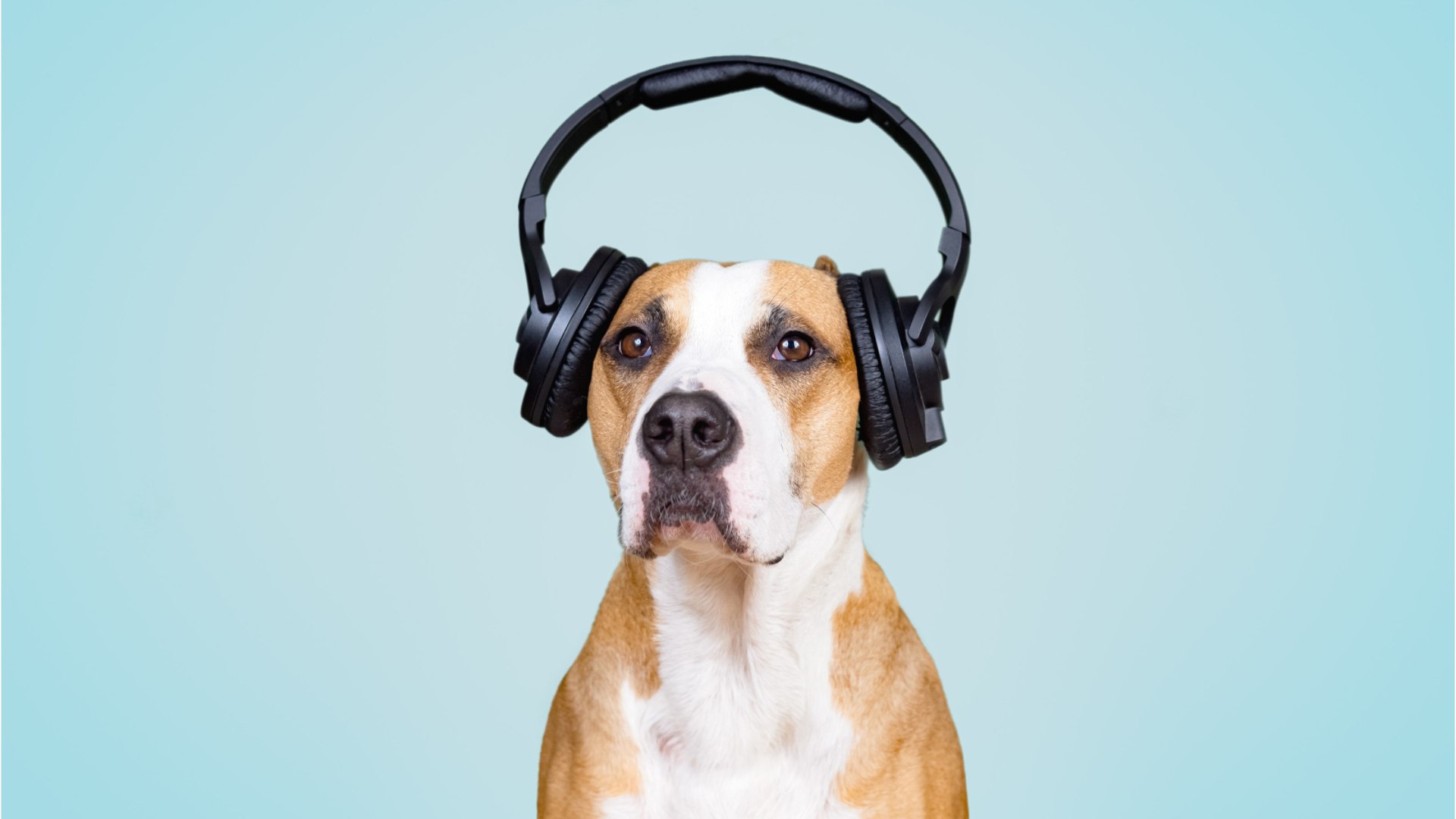 ⁣Your pooch prefers classical music to the sound of human voices in audiobooks, the study finds
