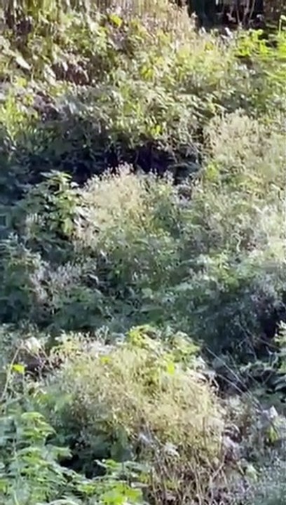 पैंथर का निवाला कैसे छीन कर ले गई सरिस्का की बा...