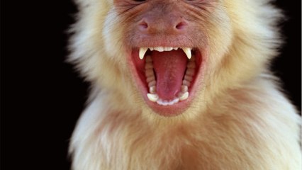 A monkey broke into a family's home, grabbed a baby and committed the worst possible act