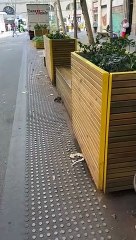 Ratas en la 'superilla' de Sant Antoni de Barcelona