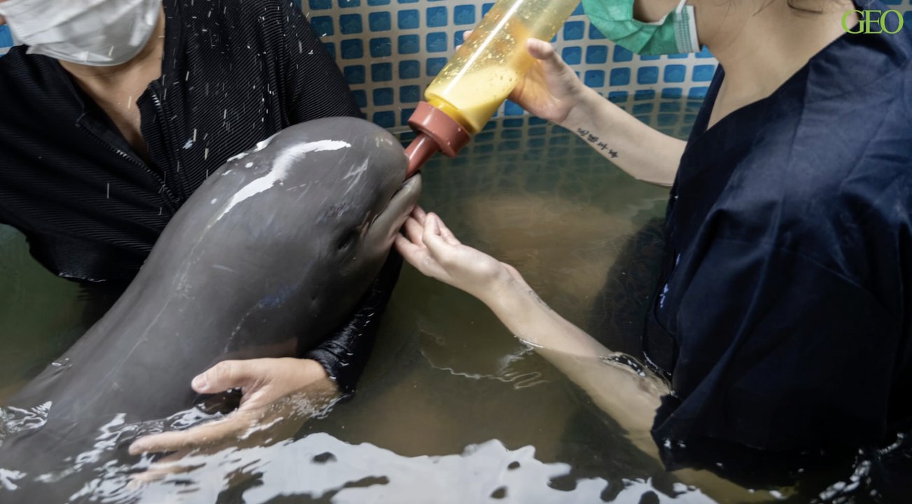 Ce bébé dauphin de l'Irrawaddy a été sauvé par des pêcheurs thaïlandais