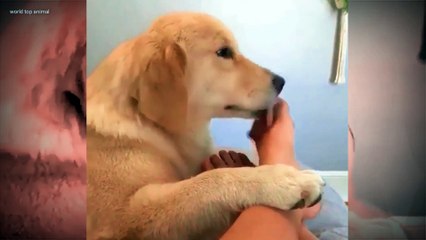 Dog's funny video of all time is funny 