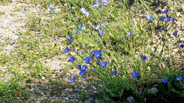 Dentelles de Montmirail