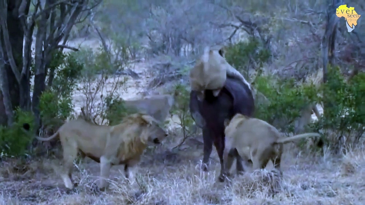 Will the CAPE BUFFALO ESCAPE_