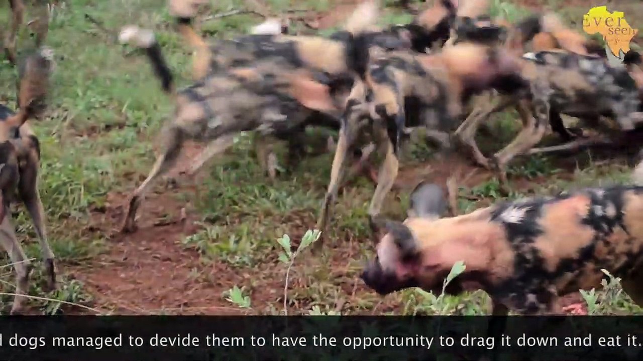 AFRICAN WILD DOGS taking down a Baby Blue WILDEBEEST MOM tries to save it but it's too late