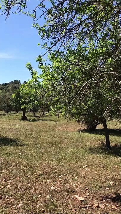 Plot in Ariany, Central Mallorca