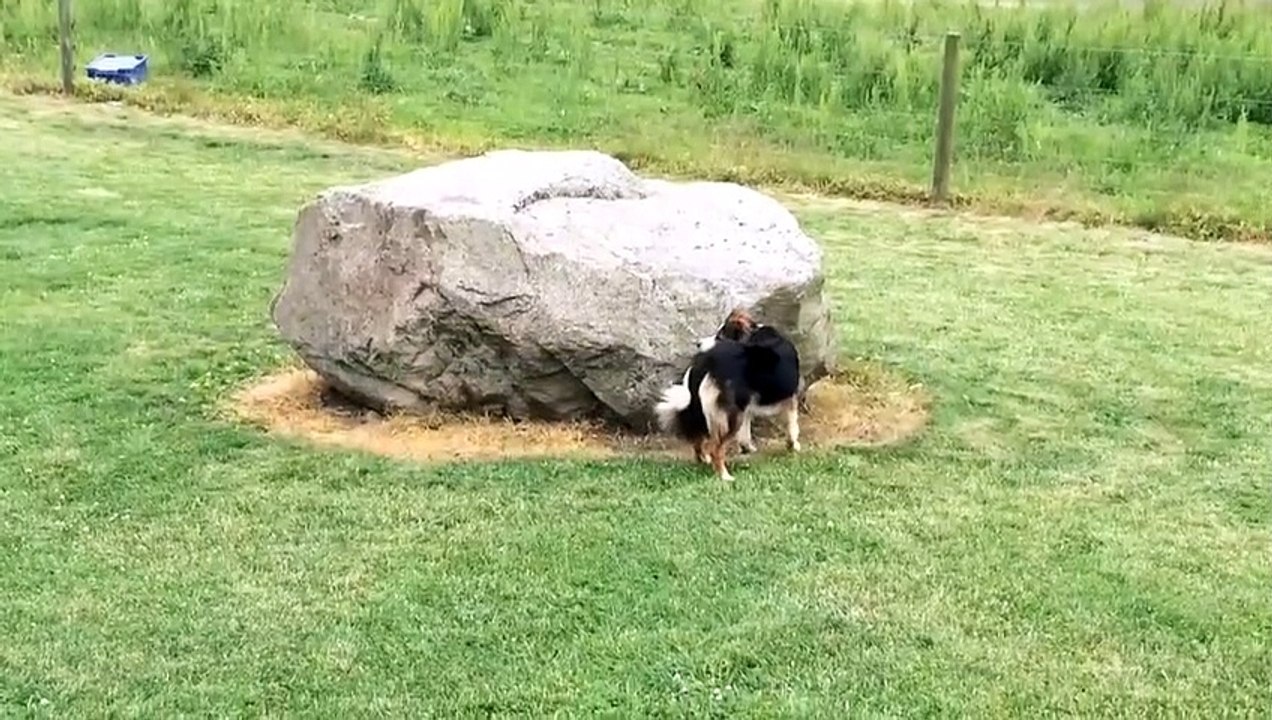 Adorable  ce chien et ce canard jouent à cache-cache ensemble
