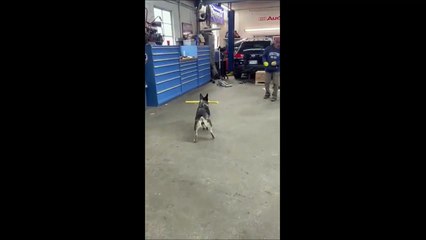 Ce chien joue au baseball comme un pro !