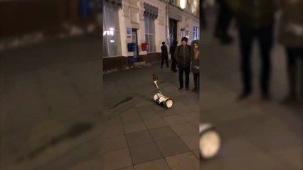 Ce hibou se balade tranquillement en hoverboard