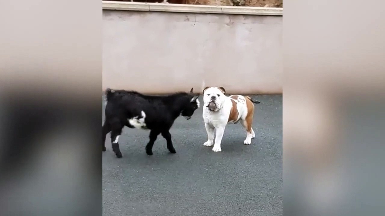 Cette chèvre et ce bulldog sont de grands amis