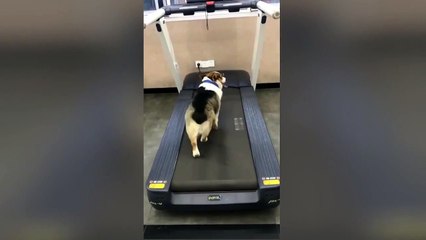 Contrairement à son ami, ce chien n'est pas très sportif