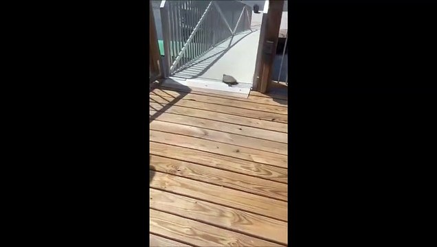 Drôle quand une tortue fait du toboggan