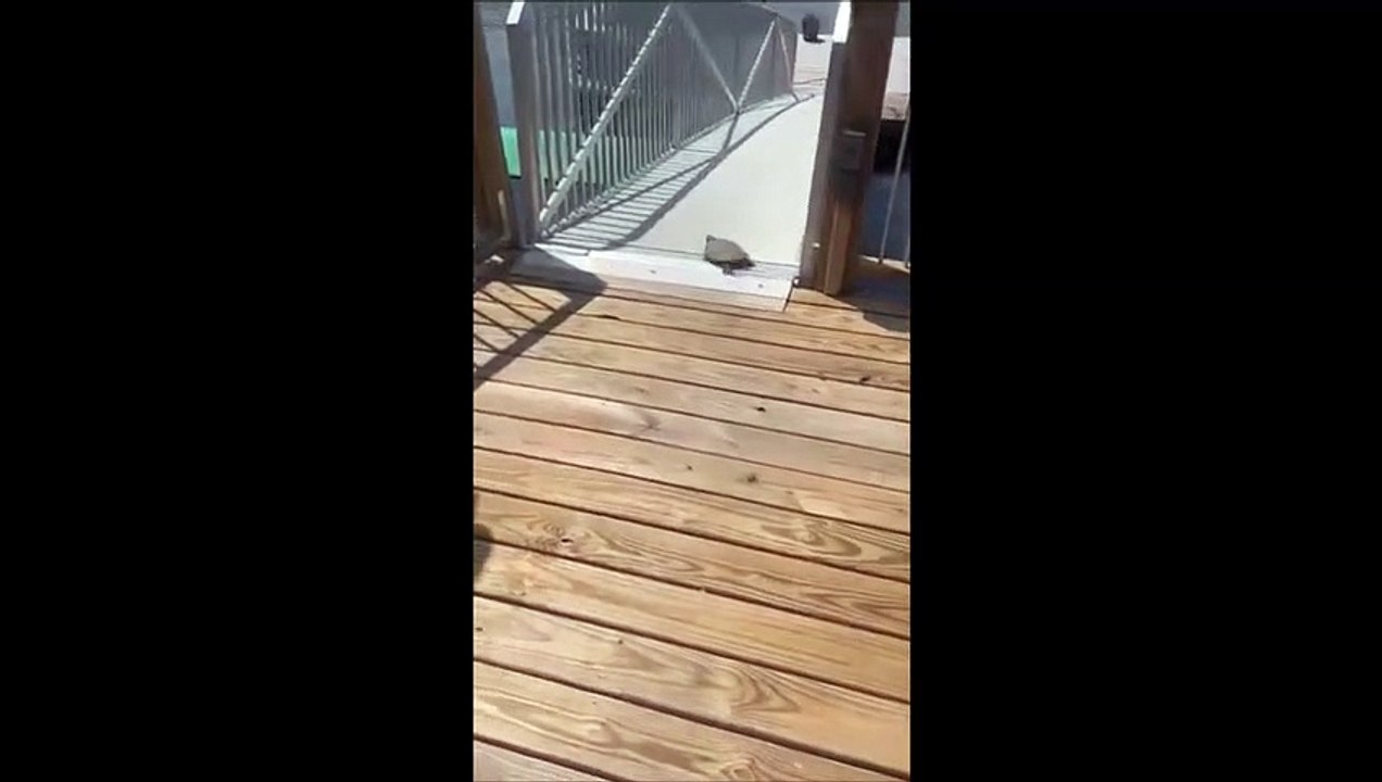 Drôle  quand une tortue fait du toboggan