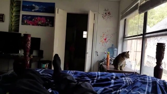 Hilarant ce chat ne supporte pas la façon de chanter de son maître