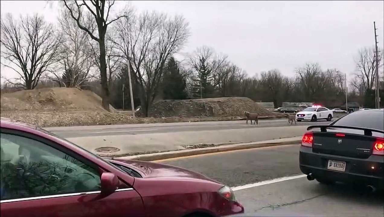 Insolite  une course poursuite entre la police et des poneys !