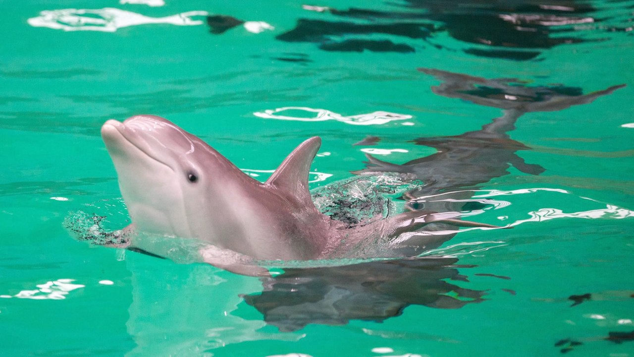 Anzeige gegen Aktivisten nach Sprung ins Delfinarium im Duisburger Zoo