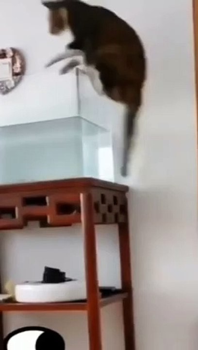 Ops  cat jump