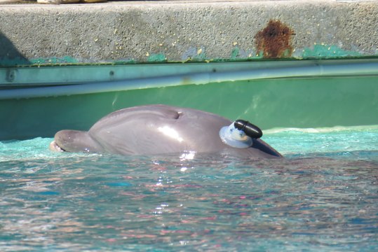 Planète sauvage, près de Nantes : des dauphins en captivité testent des outils pour fuir les filets de pêche