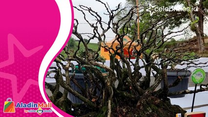 Kontes dan Pameran Bonsai