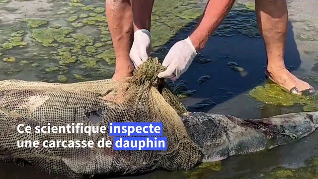 Guerre en Ukraine: le scientifique qui mesure l'hécatombe des dauphins en mer Noire