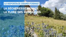 GRAND FORMAT - La sécheresse menace la flore des montagnes