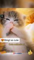 Cute Little kitty Cat Videos _ World Of Best Cute Cat Animals _ Cute Animals Yt #shorts #animals