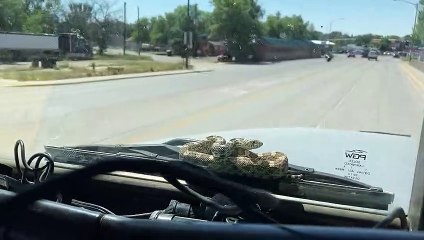 Snake Takes a Ride on the Windshield