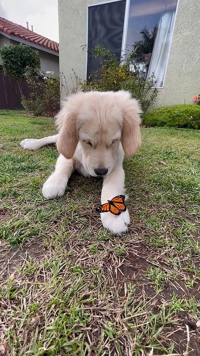 Puppy Playtime With Butterfly Buddy