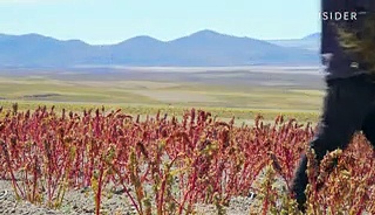 Royal quinoa is known as the "mother of all grains". Here's why it's so expensive.