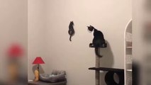 cats vs dogs love and hate compilation of funny cats and 2022