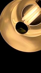 Iguana Found in Bathroom Light Fixture