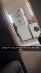 Dog Lets Himself Outside