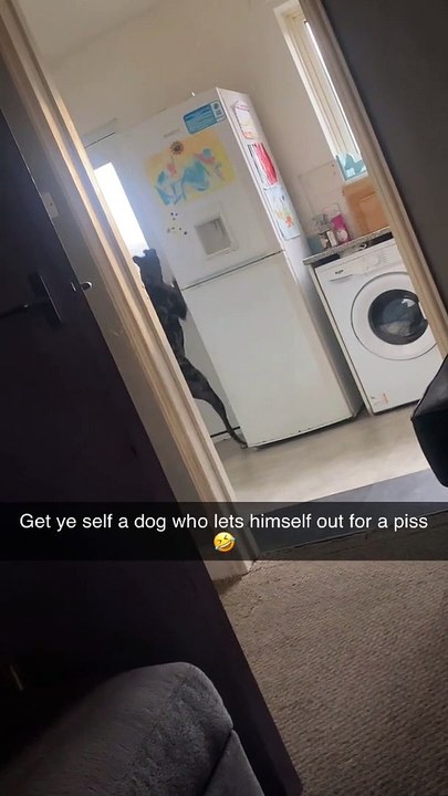 Dog Lets Himself Outside