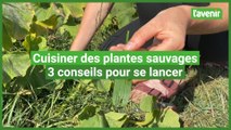 Manger des plantes sauvages: 3 conseils pour se lancer