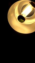 Iguana Found in Bathroom Light Fixture