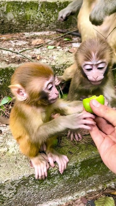 Big monkey attack baby monkey